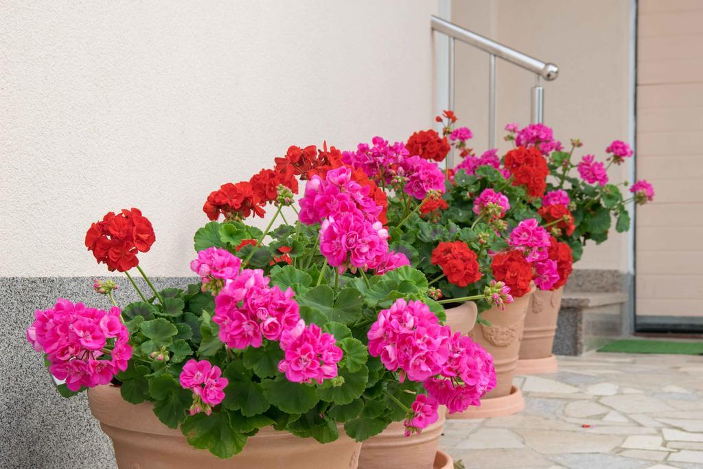 Apartments Hortensia Pula Exterior foto